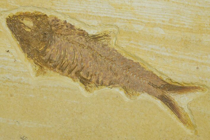 Detailed Fossil Fish (Knightia) - Wyoming #373844